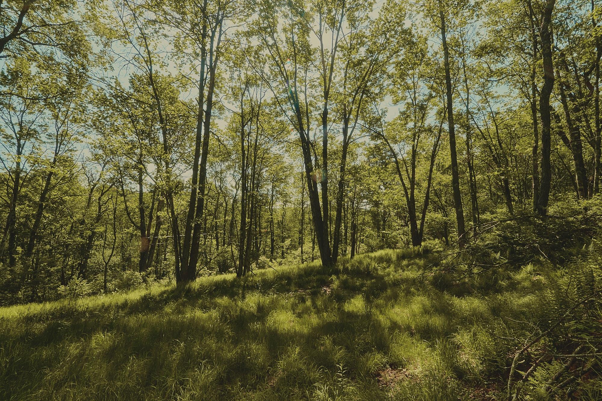View of wooded area