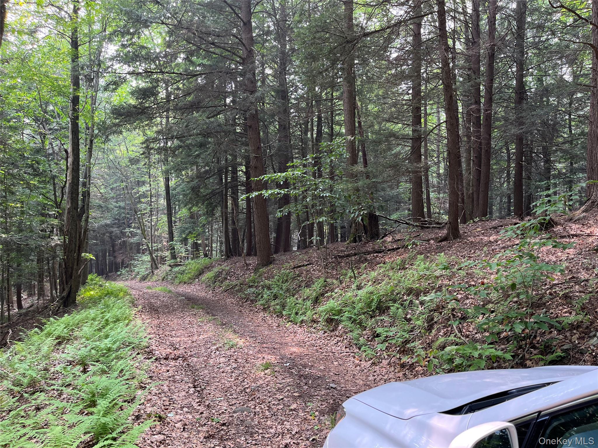 View of dirt / gravel road with a forest view