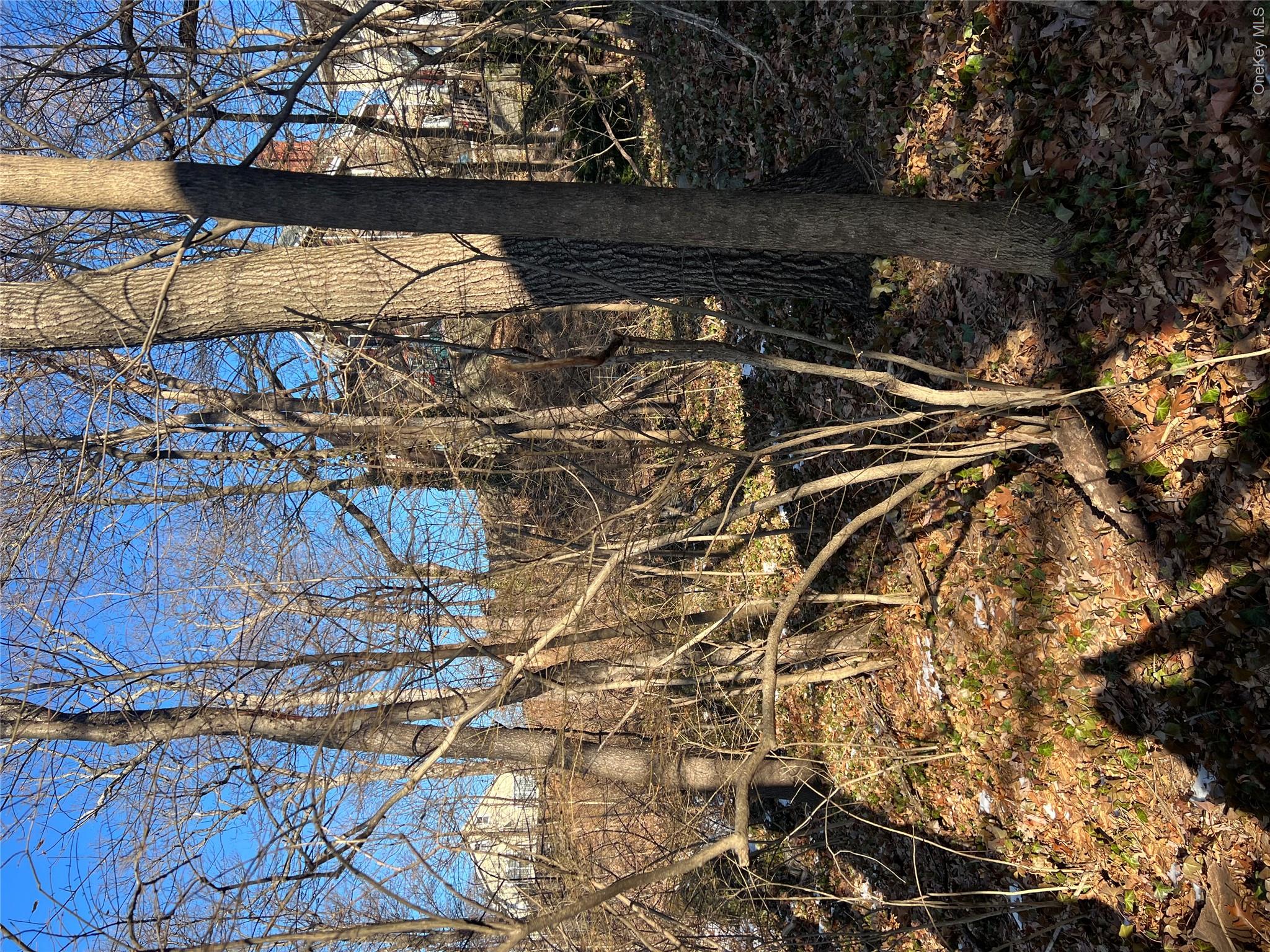 View of undeveloped land