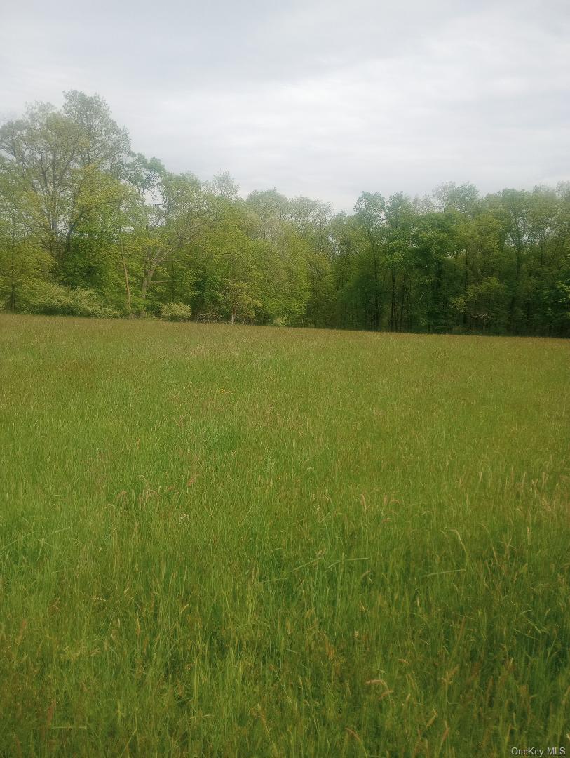 View of tree filled area