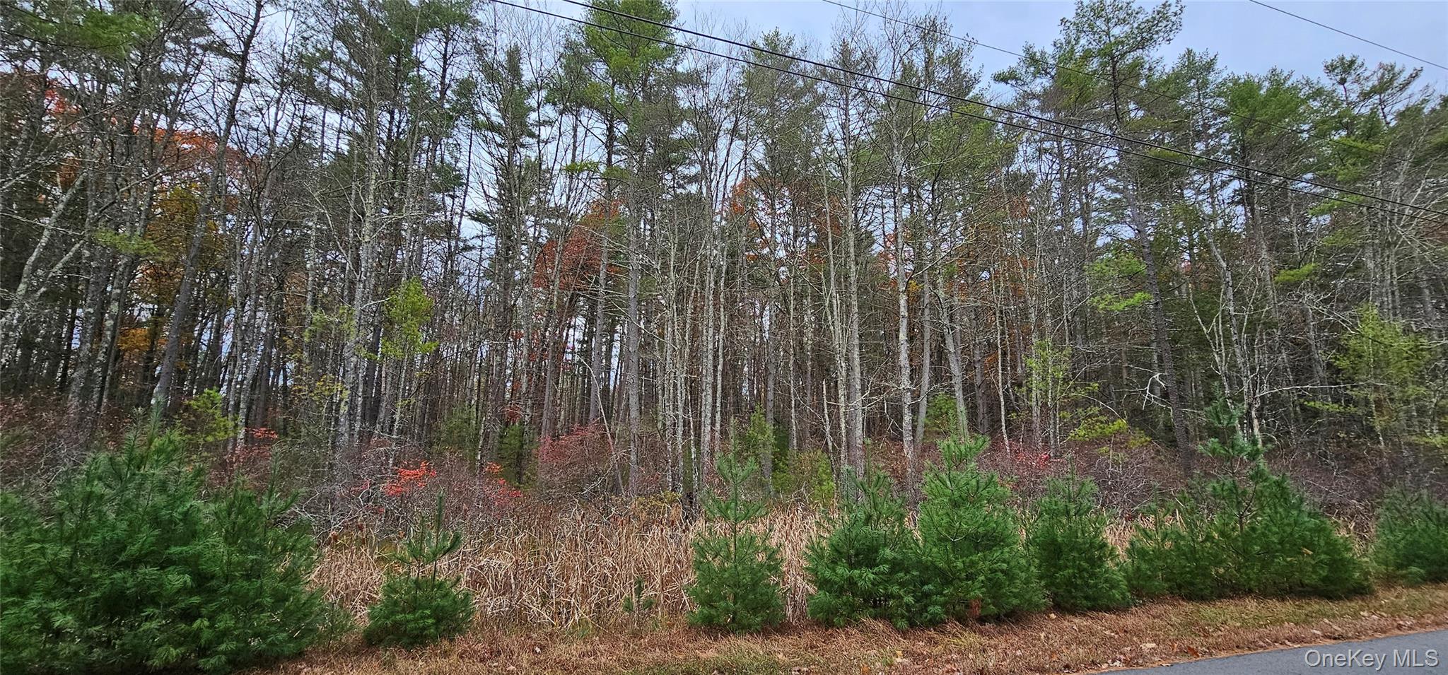 View of woods