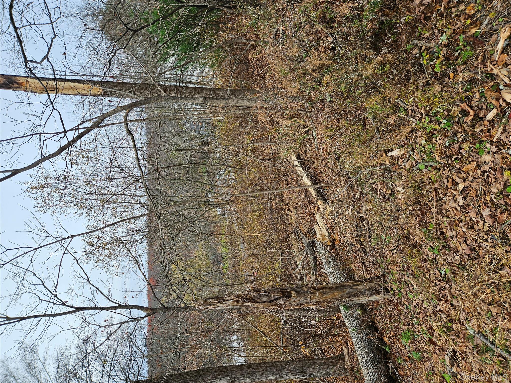 View of local wilderness