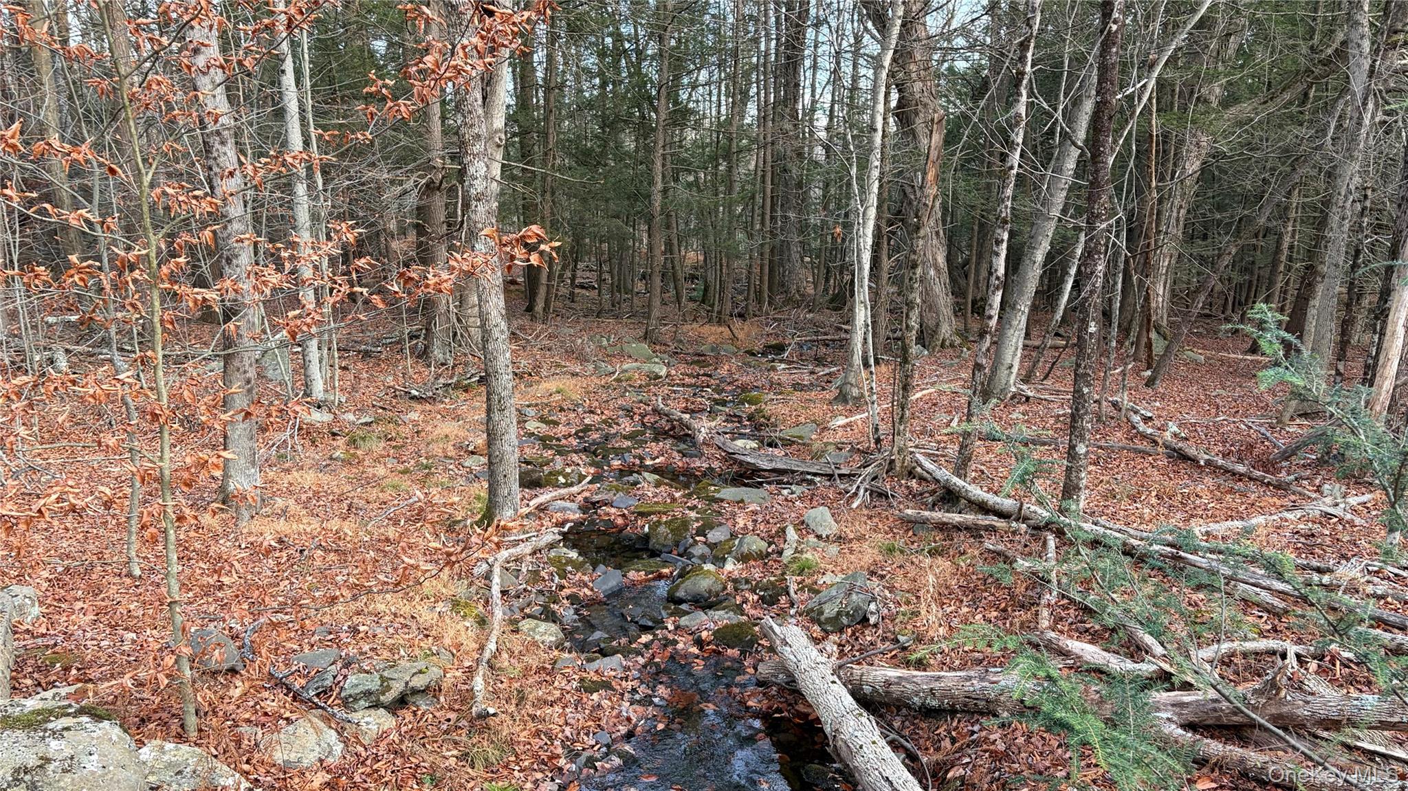 View of woods