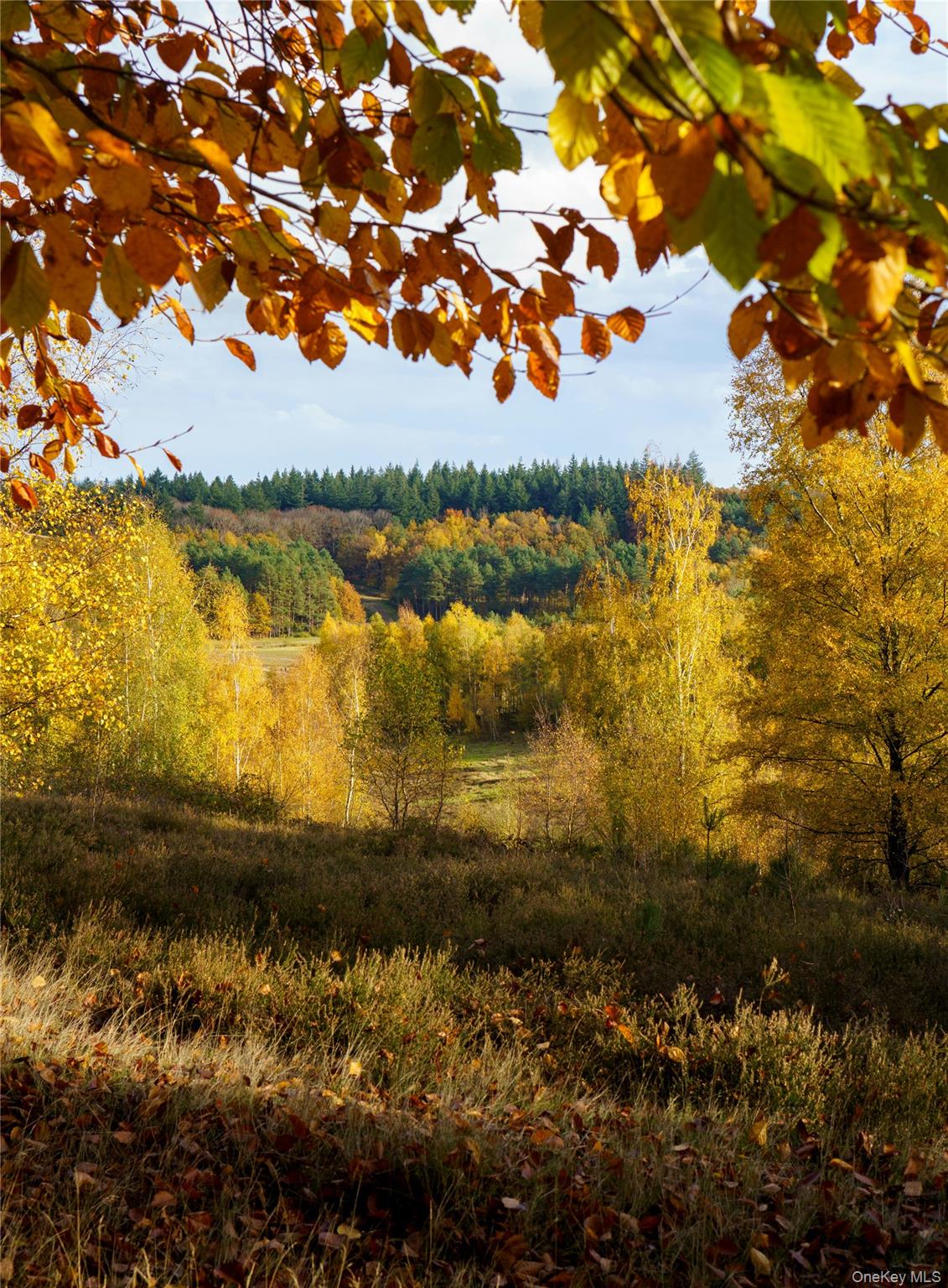 View of tree filled area