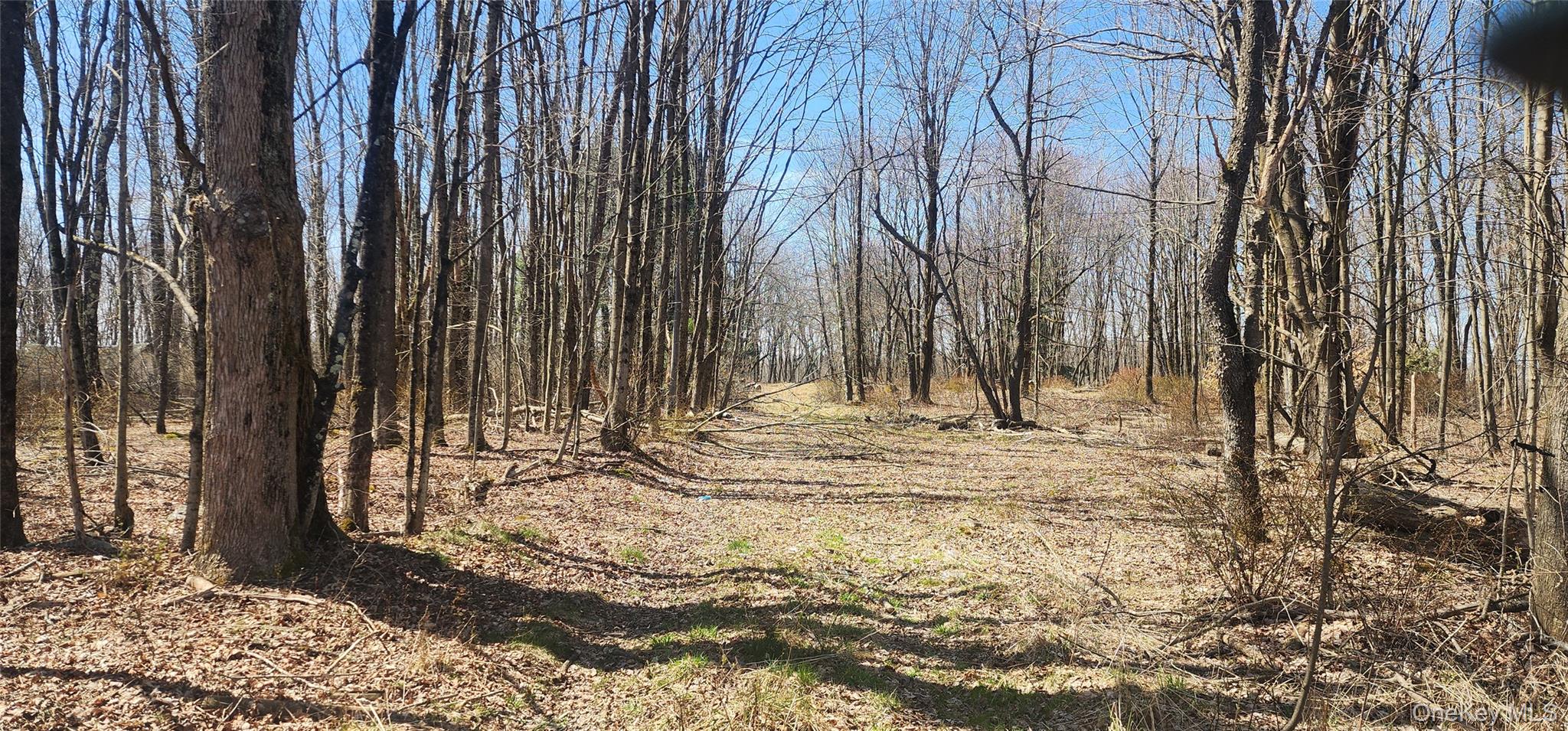 View of woods